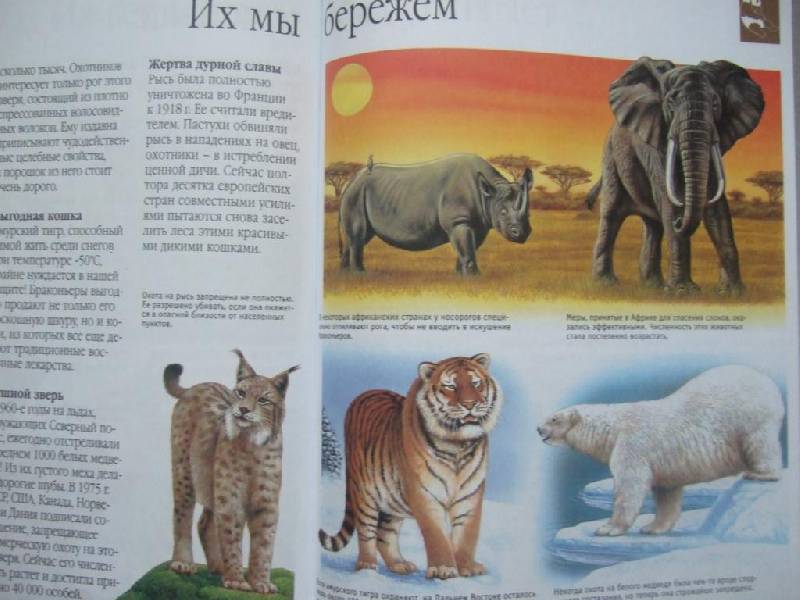 Иллюстрация 21 из 28 для Динозавры и другие исчезнувшие животные - Лора Камбурнак | Лабиринт - книги. Источник: Klyukofka