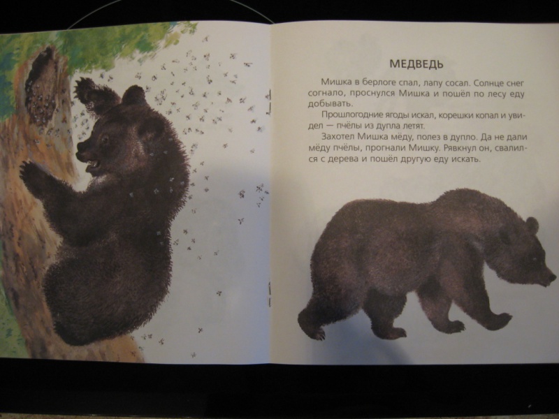 Рассказ про медведя 1 класс. Произведение Чарушина медведь. Медвежата Чарушина.