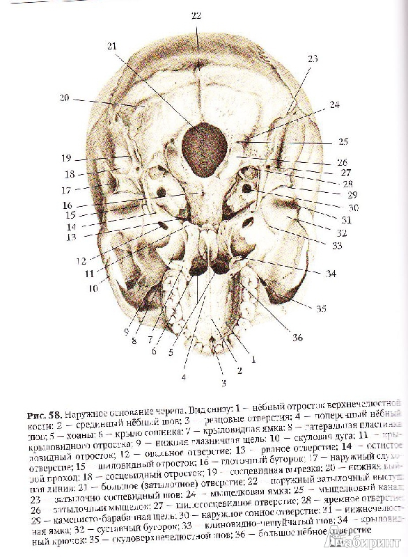Иллюстрация 4 из 9 для Анатомия человека. Учебник для педагогических вузов - Брыксина, Сапин, Чава | Лабиринт - книги. Источник: Юляша