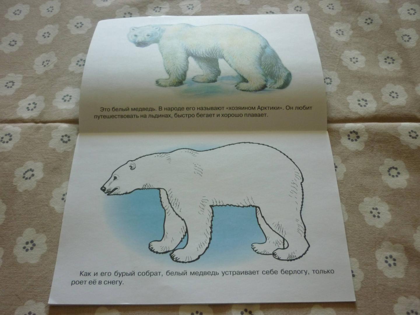 Иллюстрация 13 из 23 для Раскраска. Животные Арктики и Антарктики. | Лабиринт - книги. Источник: Лабиринт