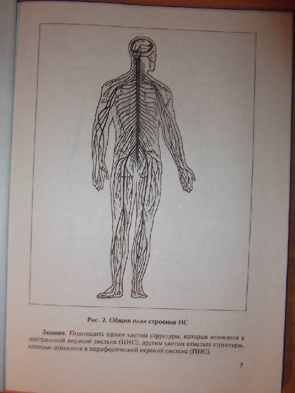 Иллюстрация 3 из 8 для Практическое пособие по анатомии и физиологии центральной нервной системы - Новикова, Полякова, Лебедев | Лабиринт - книги. Источник: Ведина