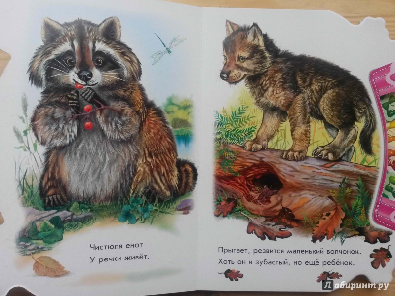 Иллюстрация 7 из 35 для В лесу - Олеся Квитка | Лабиринт - книги. Источник: Петрашова  Мария