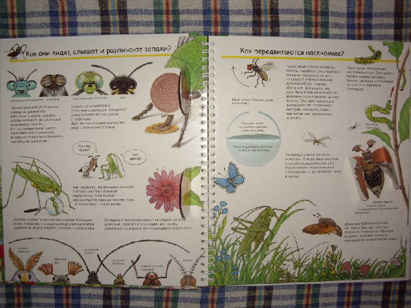 Иллюстрация 11 из 41 для Кто такие насекомые - Ангела Вайнхольд | Лабиринт - книги. Источник: ООО