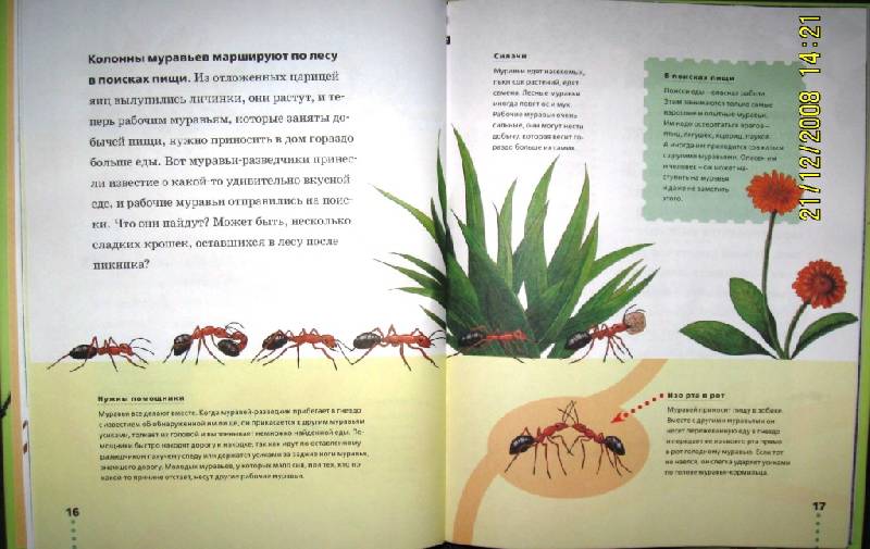 Иллюстрация 4 из 37 для Муравьи, кузнечики, пауки - Тинг Моррис | Лабиринт - книги. Источник: ESchA