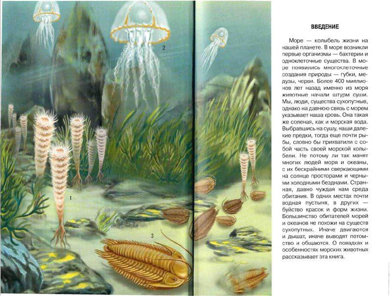 Иллюстрация 11 из 30 для В морях и океанах - Сергей Афонькин | Лабиринт - книги. Источник: Юта