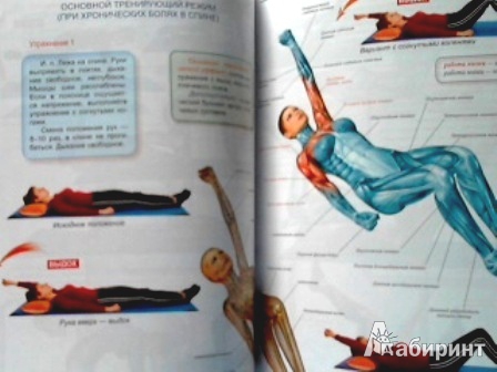Иллюстрация 4 из 7 для Лечебная физкультура: анатомия упражнений - Татьяна Янгулова | Лабиринт - книги. Источник: Татьяна