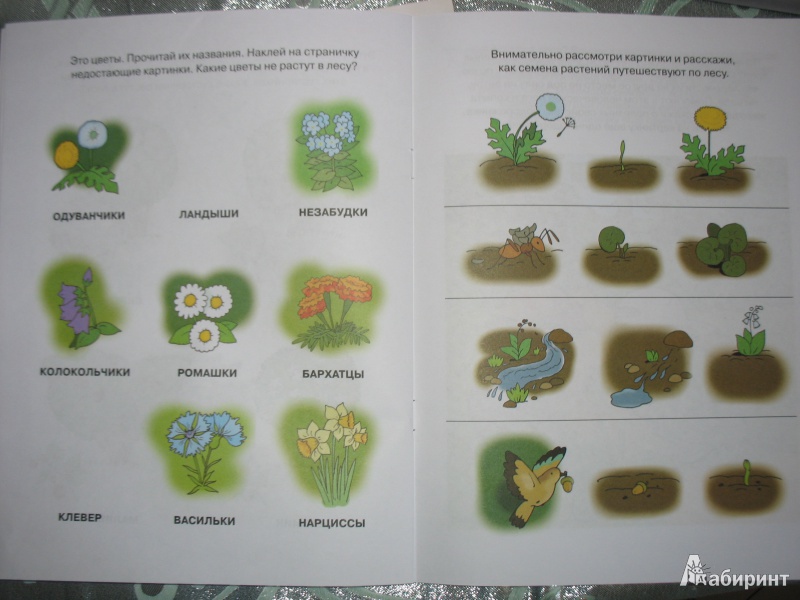 Иллюстрация 3 из 30 для Знакомимся с природой. 4-5 лет. ФГОС | Лабиринт - книги. Источник: Tatyana_G