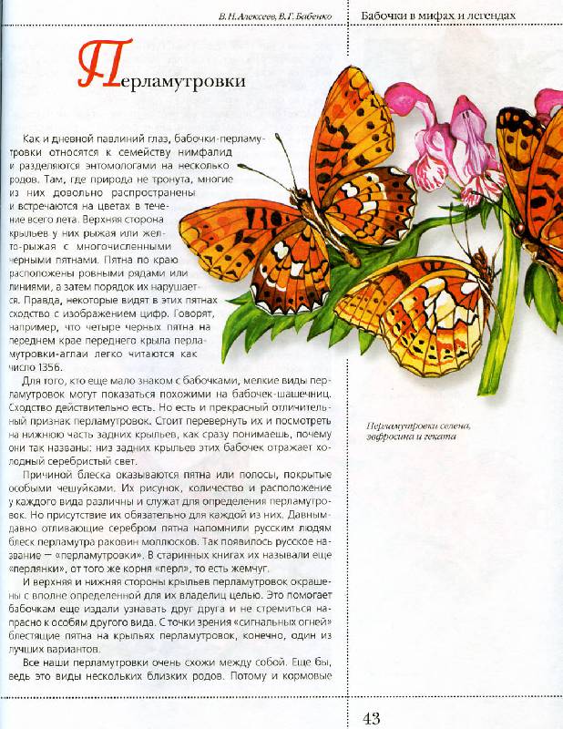 Иллюстрация 27 из 50 для Бабочки в мифах и легендах - Алексеев, Бабенко | Лабиринт - книги. Источник: Росинка