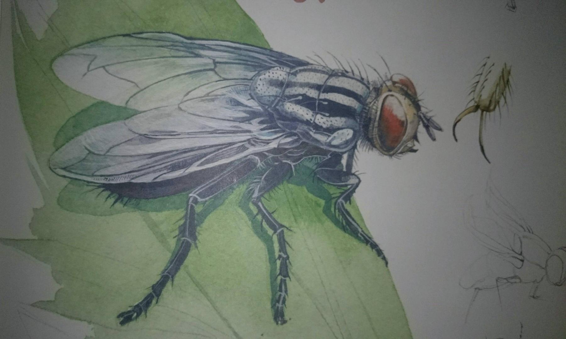 Иллюстрация 120 из 127 для Музей живых насекомых - Франсуа Лассерр | Лабиринт - книги. Источник: Юшко Екатерина