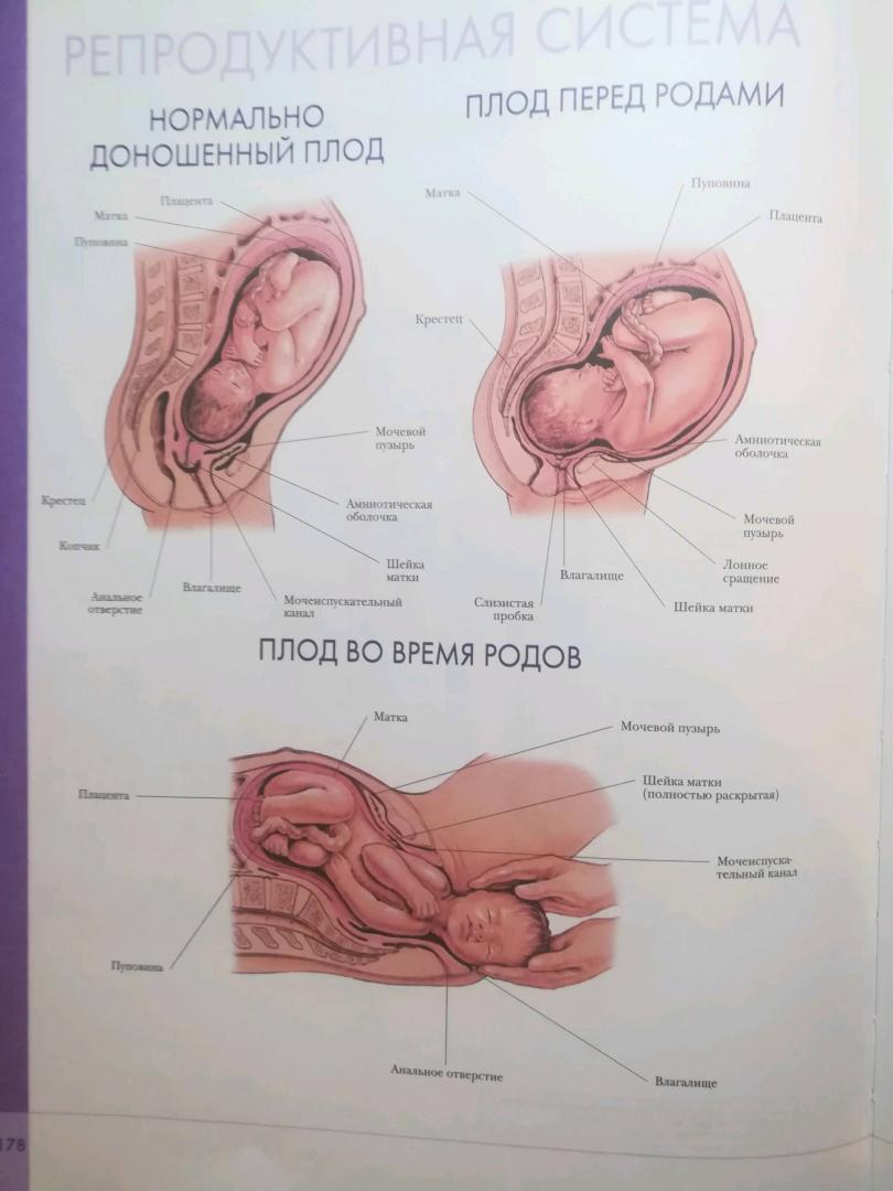 Иллюстрация 27 из 32 для Большой атлас анатомии человека | Лабиринт - книги. Источник: Бредер Екатерина