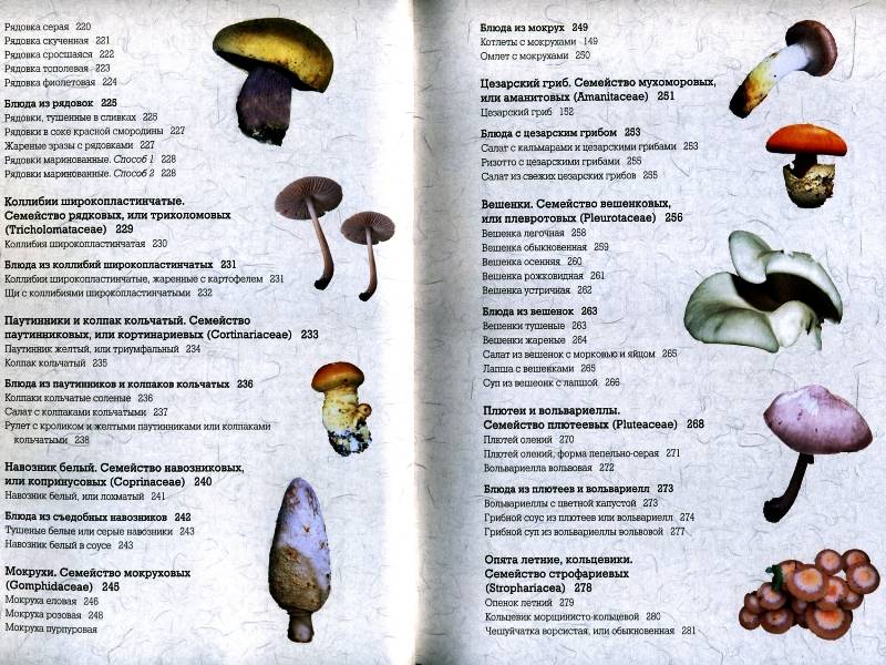 Иллюстрация 12 из 24 для Самые вкусные грибы - Матанцев, Матанцева | Лабиринт - книги. Источник: Yuka