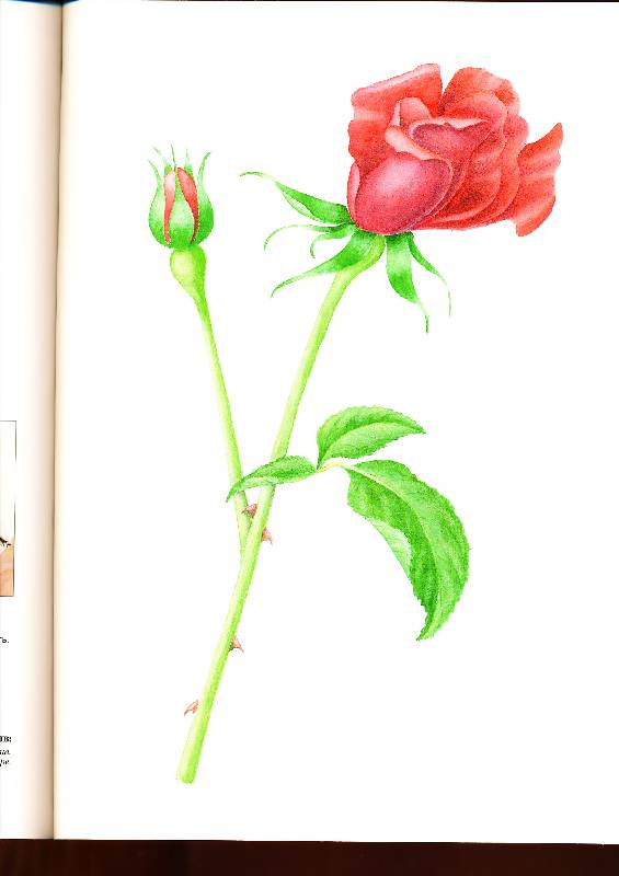 Иллюстрация 3 из 5 для Рисуем по схемам: Портреты цветов: Акварель - Майкл Лэкин | Лабиринт - книги. Источник: sandy