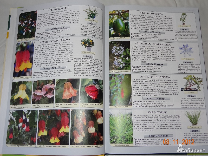 Иллюстрация 5 из 9 для Все о комнатных растениях - Неер Ян Ван дер | Лабиринт - книги. Источник: Marti2007