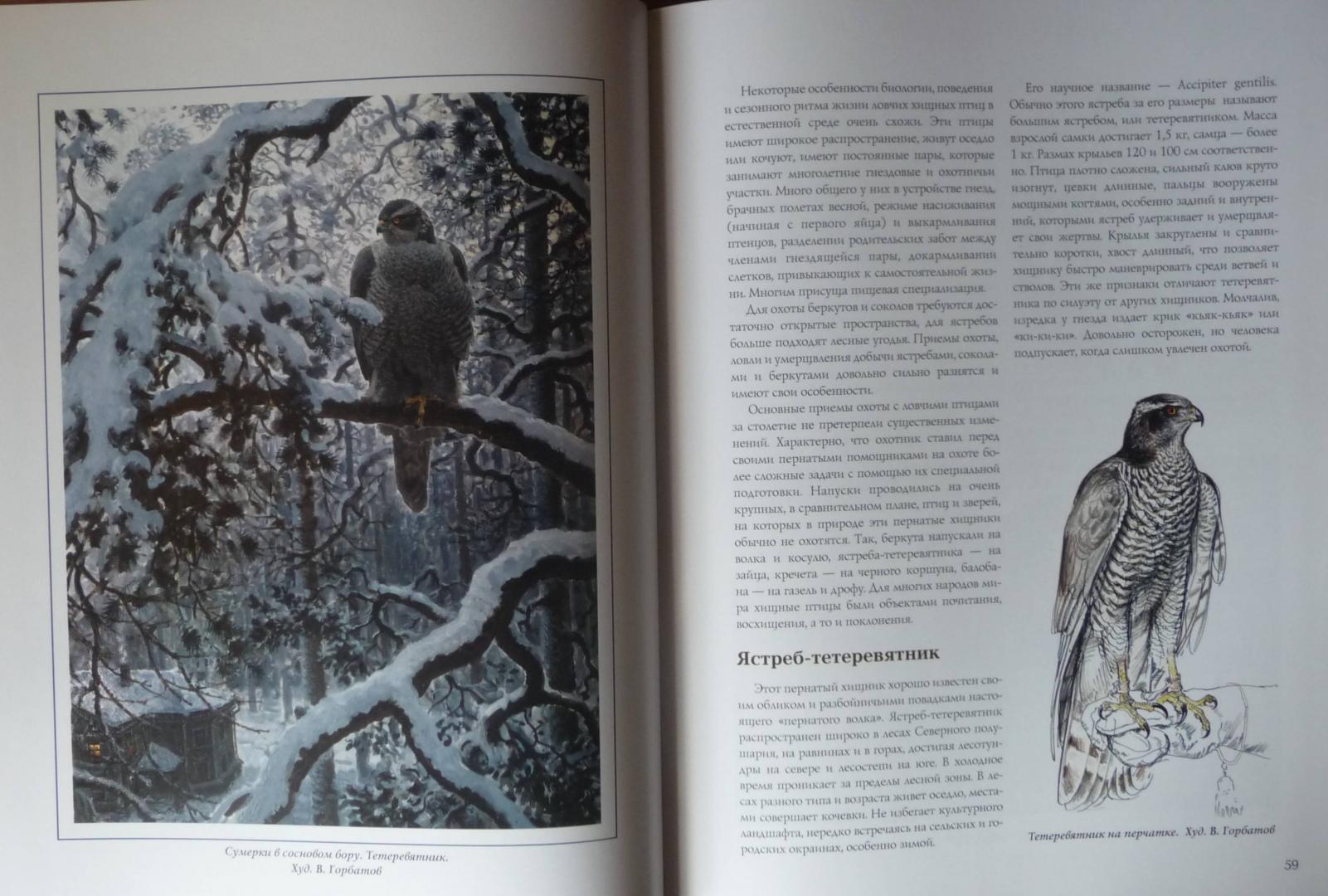 Иллюстрация 5 из 19 для Соколиная охота - Федоров, Малов | Лабиринт - книги. Источник: SiB