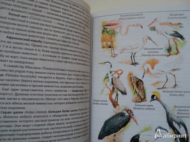 Иллюстрация 4 из 5 для Птицы | Лабиринт - книги. Источник: Euridice