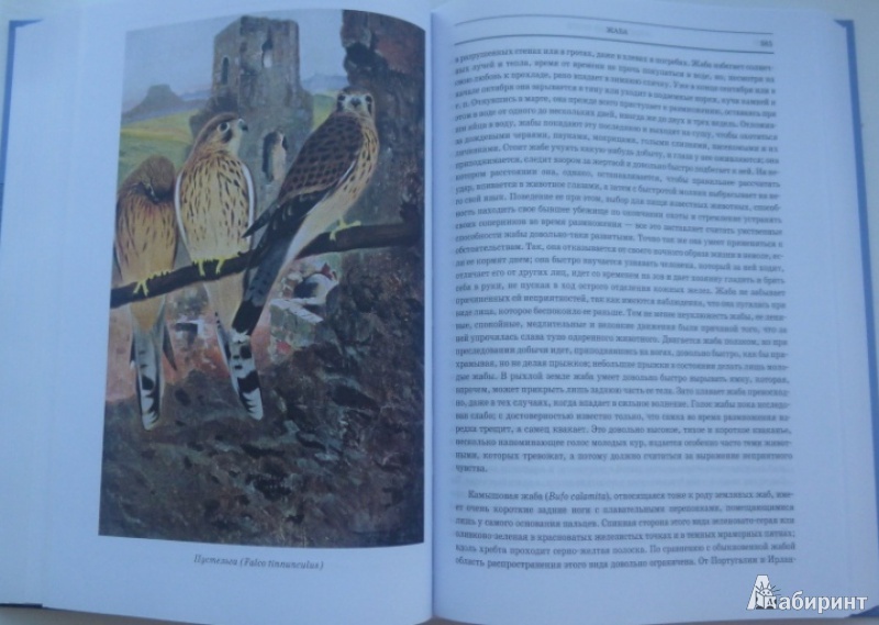 Иллюстрация 5 из 42 для Животный мир. Его быт и среда. В 3-х томах - Вильгельм Гааке | Лабиринт - книги. Источник: Большой любитель книг