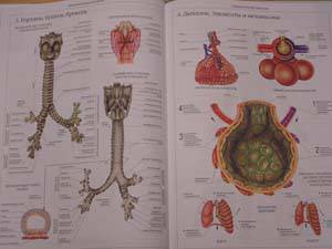 Иллюстрация 43 из 58 для Атлас анатомии человека | Лабиринт - книги. Источник: Болдырева  Мария -