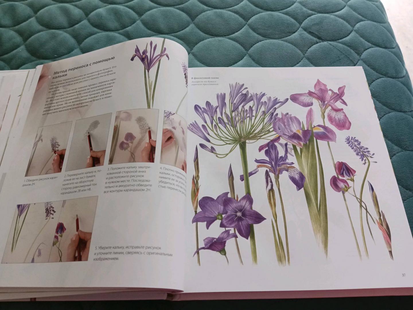 Иллюстрация 73 из 80 для Ботанические портреты. Практическое руководство по рисованию акварелью - Билли Шоуэлл | Лабиринт - книги. Источник: Лабиринт
