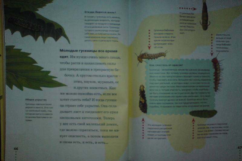 Иллюстрация 17 из 36 для Пчелы, бабочки, стрекозы - Тинг Моррис | Лабиринт - книги. Источник: Настёна
