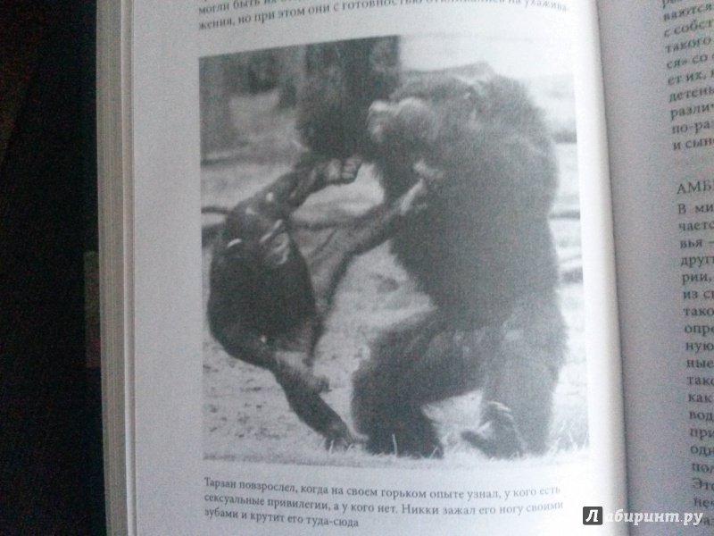Иллюстрация 7 из 27 для Политика у шимпанзе. Власть и секс у приматов - Вааль де | Лабиринт - книги. Источник: Discourse-monger