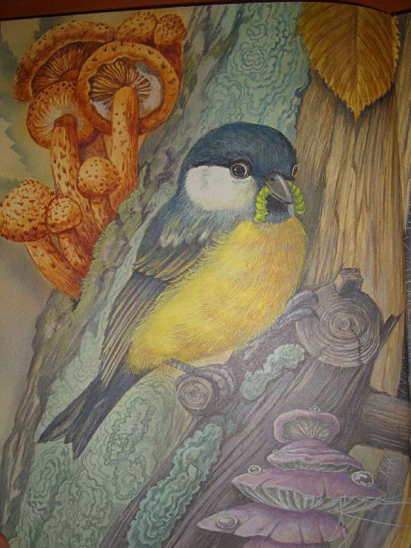 Иллюстрация 35 из 37 для Про птиц и зверей - Михаил Пришвин | Лабиринт - книги. Источник: Нинуля