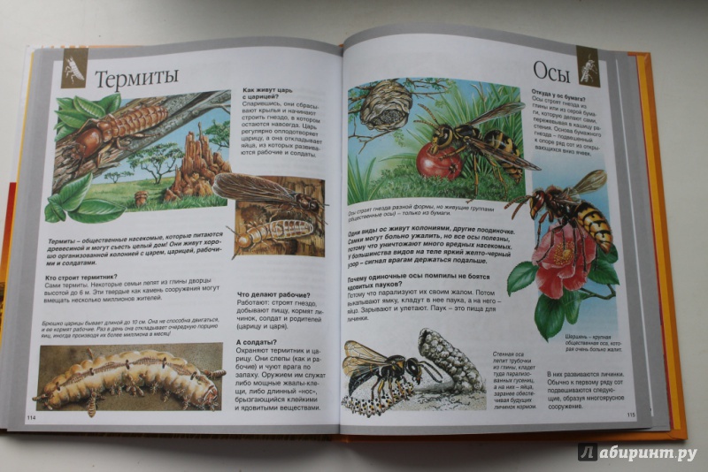 Иллюстрация 30 из 50 для Животные - Букобза, Мулинье | Лабиринт - книги. Источник: Макарова  Анастасия
