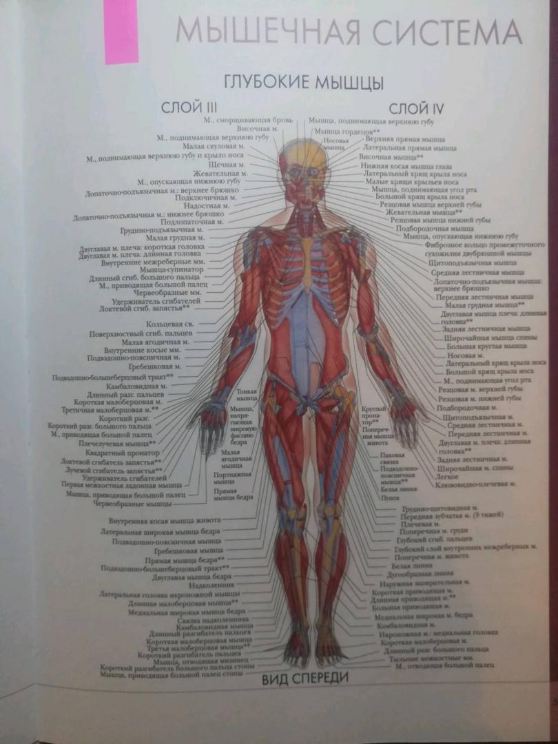 Иллюстрация 22 из 32 для Большой атлас анатомии человека | Лабиринт - книги. Источник: Бредер Екатерина