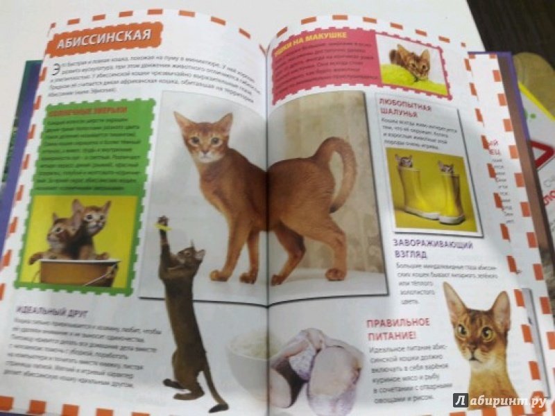Иллюстрация 5 из 24 для Кошки и котята | Лабиринт - книги. Источник: Фимина