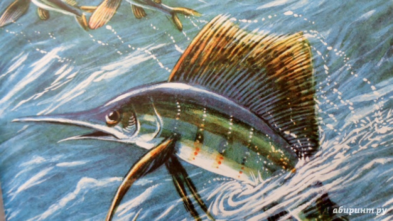 Иллюстрация 29 из 42 для Рыбы - Николай Сладков | Лабиринт - книги. Источник: Матти Суоми