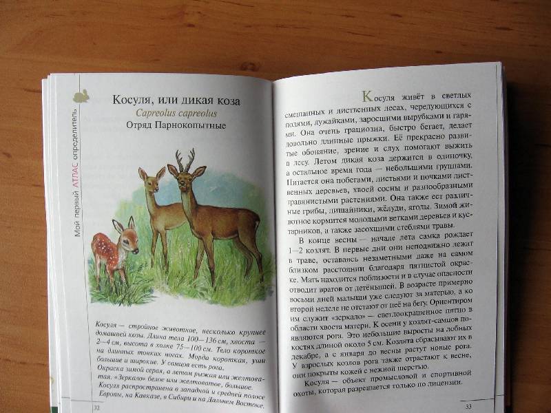 Иллюстрация 21 из 28 для Атлас. Животные леса (3582) - Бровкина, Сивоглазов | Лабиринт - книги. Источник: Red cat ;)