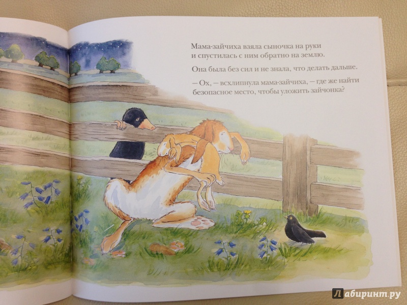 Иллюстрация 24 из 82 для Куда уложить зайчонка? - Шеридан Кейн | Лабиринт - книги. Источник: antonnnn