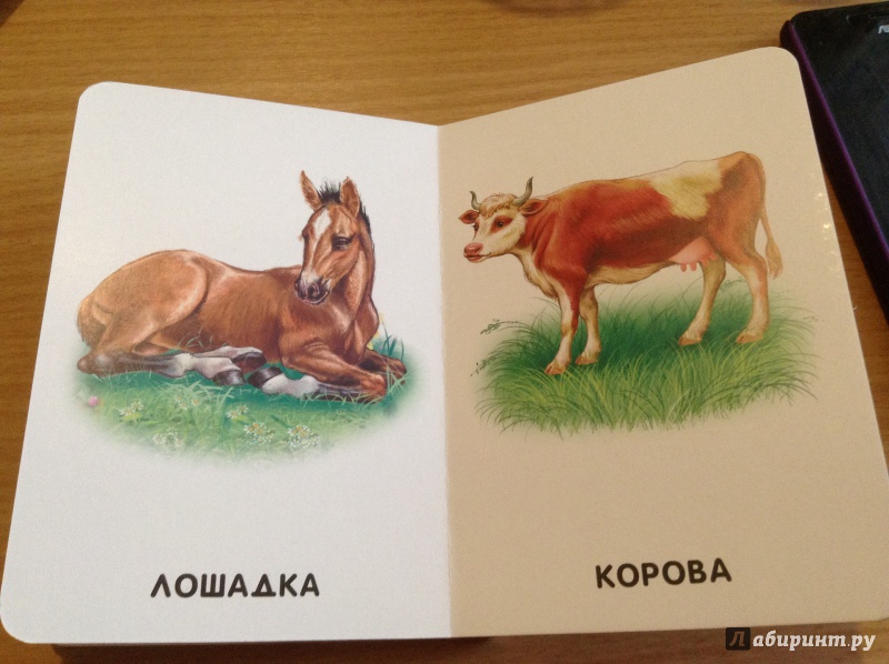 Иллюстрация 10 из 17 для Домашние животные | Лабиринт - книги. Источник: Васильева  Анна
