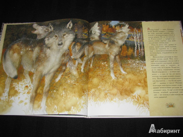 Иллюстрация 51 из 70 для Жизнь в тайге - Бренда Гиберсон | Лабиринт - книги. Источник: Nemertona