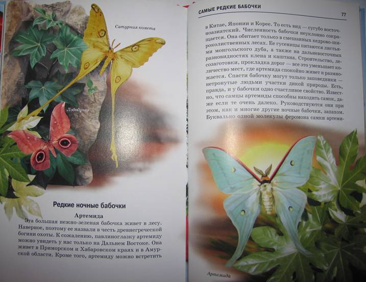 Иллюстрация 12 из 29 для Бабочки - Юлия Дунаева | Лабиринт - книги. Источник: Книголюб