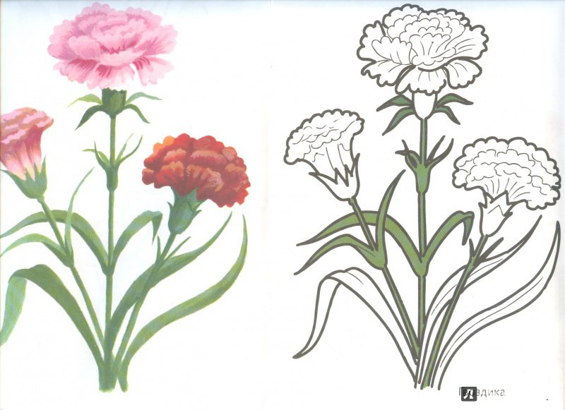 Иллюстрация 4 из 16 для Цветы садовые | Лабиринт - книги. Источник: Яровая Ирина
