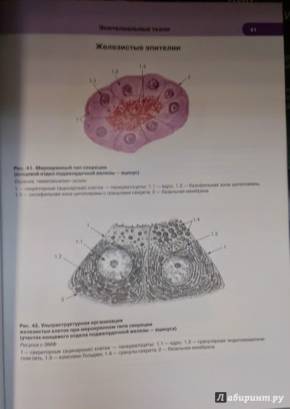 Иллюстрация 5 из 33 для Гистология, цитология и эмбриология. Атлас - Быков, Юшканцева | Лабиринт - книги. Источник: Annexiss