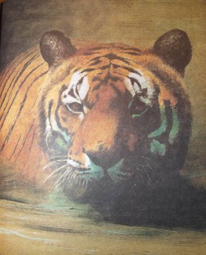 Иллюстрация 41 из 164 для Книга джунглей - Редьярд Киплинг | Лабиринт - книги. Источник: Наталья Бухтиярова