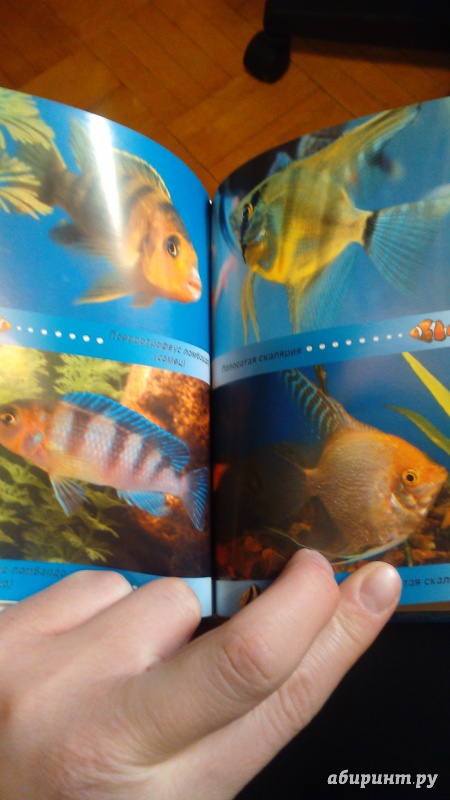 Иллюстрация 3 из 6 для Ваш домашний аквариум | Лабиринт - книги. Источник: Филиппова  Наталья