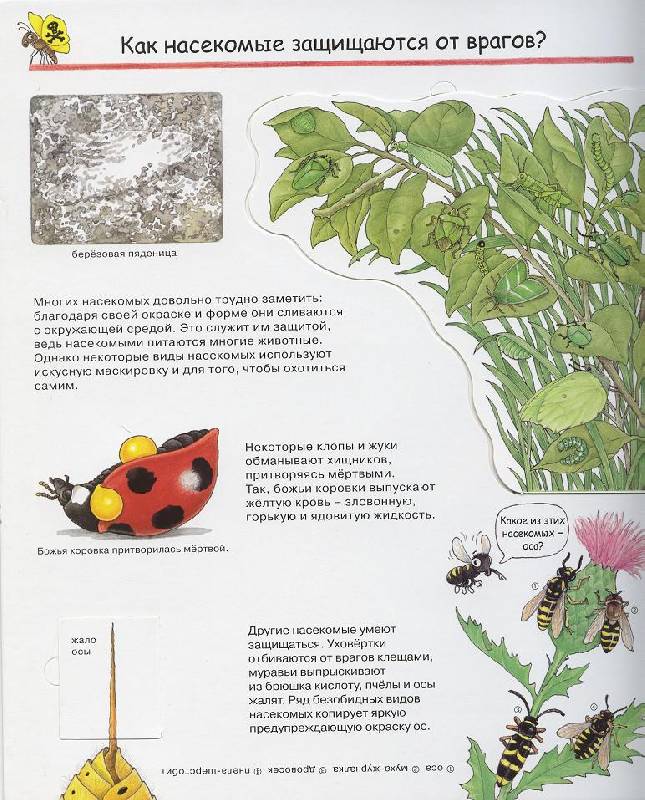 Иллюстрация 26 из 41 для Кто такие насекомые - Ангела Вайнхольд | Лабиринт - книги. Источник: Igra