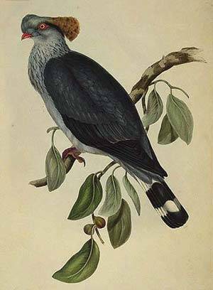 Иллюстрация 2 из 51 для Птицы Австралии (в футляре) - Джон Гульд | Лабиринт - книги. Источник: Dana-ja