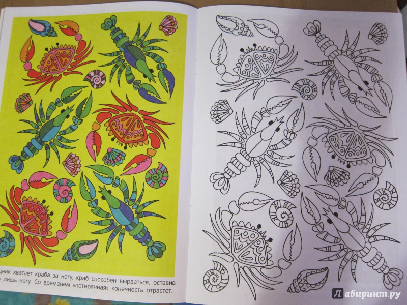 Иллюстрация 9 из 28 для Раскраска с цветными образцами. Великолепные картинки | Лабиринт - книги. Источник: Савельева  Юлия