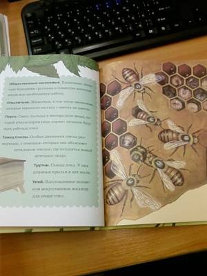 Иллюстрация 30 из 36 для Пчелы, бабочки, стрекозы - Тинг Моррис | Лабиринт - книги. Источник: lettrice