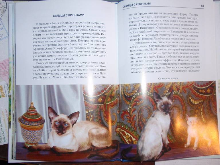 Иллюстрация 32 из 32 для Кошки - Сергей Афонькин | Лабиринт - книги. Источник: Genius