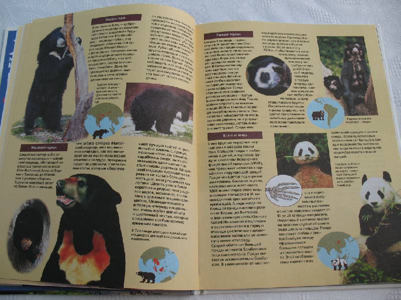 Иллюстрация 8 из 16 для Медведи - Удо Ганслоссер | Лабиринт - книги. Источник: tayana