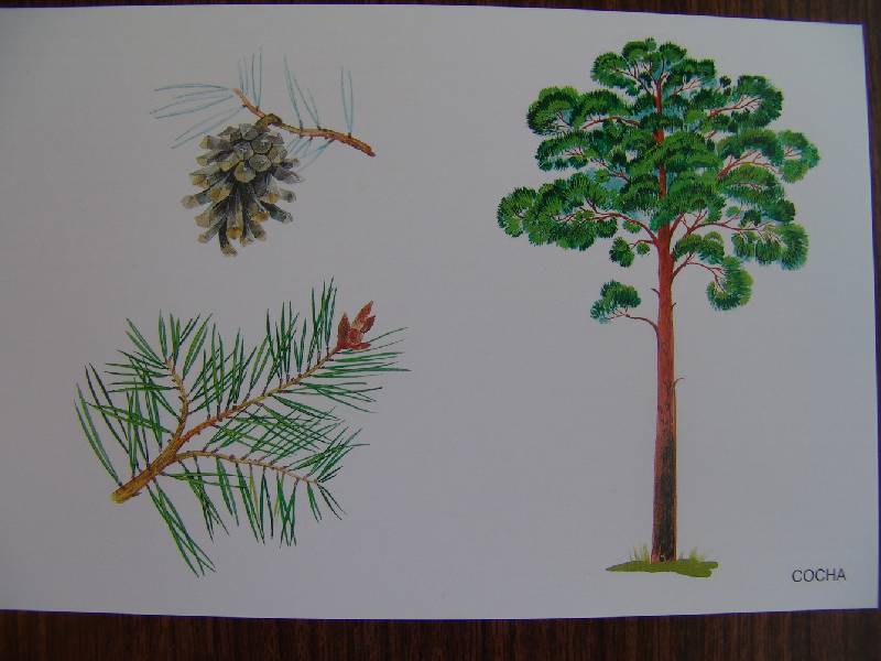 Иллюстрация 27 из 32 для Расскажите детям о деревьях | Лабиринт - книги. Источник: Лаванда