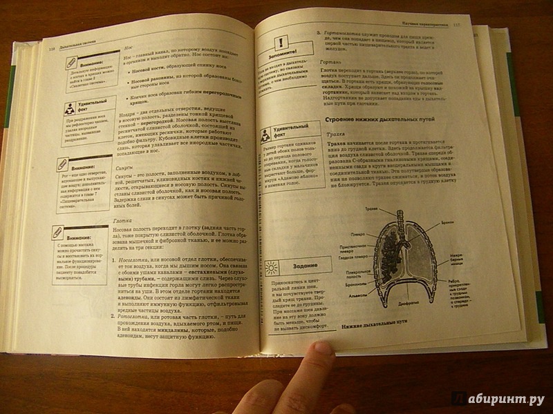 Иллюстрация 5 из 6 для Анатомия и физиология | Лабиринт - книги. Источник: Oresta