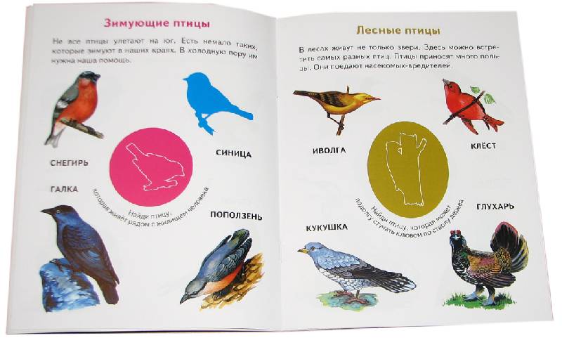 Иллюстрация 2 из 2 для В мире птиц - Юрий Гурин | Лабиринт - книги. Источник: *Мария*