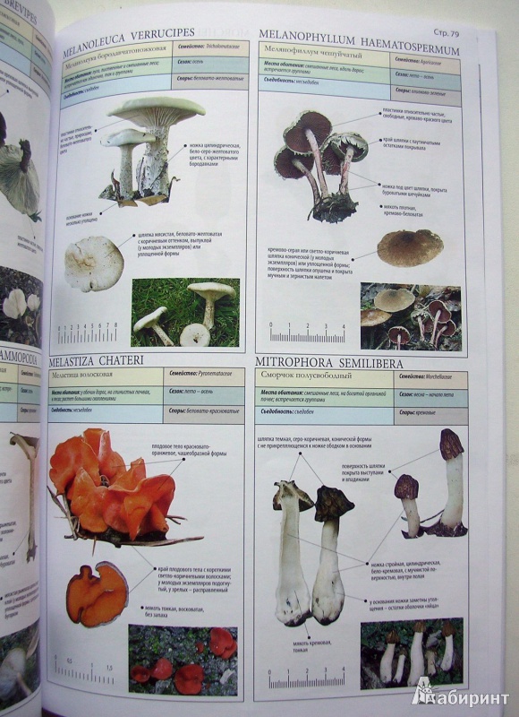 Иллюстрация 7 из 25 для Все о грибах - Пелле Янсен | Лабиринт - книги. Источник: Allee