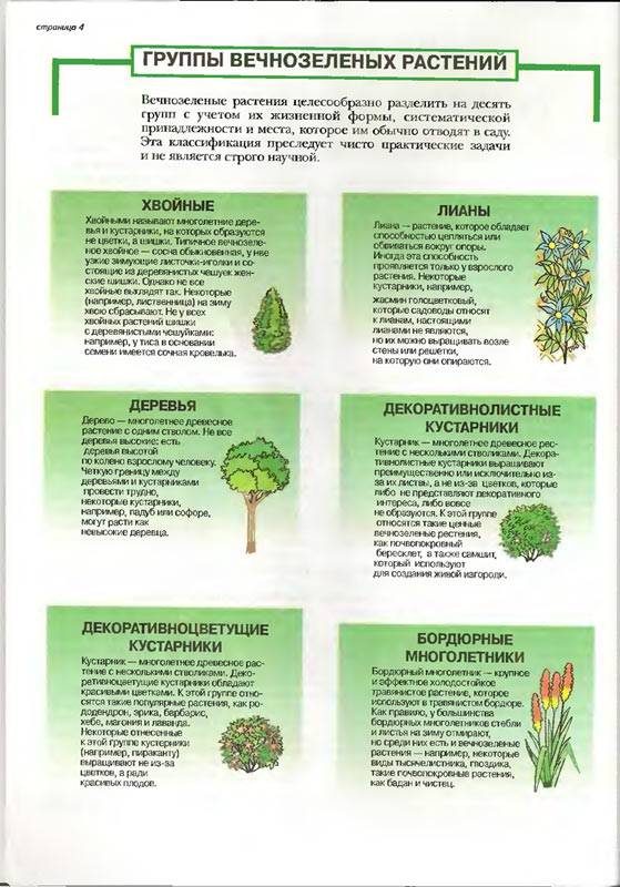 Иллюстрация 11 из 24 для Все о вечнозеленых растениях - Дэвид Хессайон | Лабиринт - книги. Источник: Кнопа2