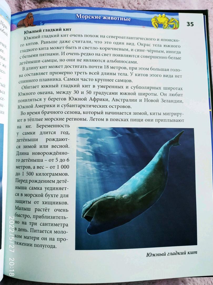 Иллюстрация 76 из 77 для Хочу знать. Подводный мир - Наталья Кульмина | Лабиринт - книги. Источник: Ekaterina Фиалковая